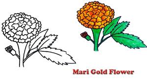 How To Draw A Realistic Marigold Flower Easy And Simple Youtube You can draw this flower freehand while looking at your computer monitor or print out this page to get a closer look at each step. how to draw a realistic marigold flower easy and simple