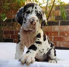 The excitement a new puppy brings to your home is nearly unforgettable. European Harlequin Great Dane Puppies For Sale Online Shopping
