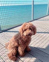 60 Puppies Ideas In 2021 Puppies Toy Poodle Puppies Miniature Poodle Puppy