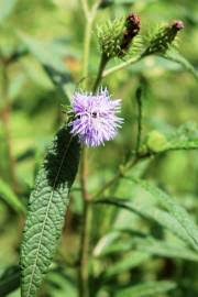 Image result for Vernonia auriculifera