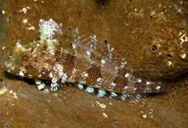 Image result for Blepharis buchneri