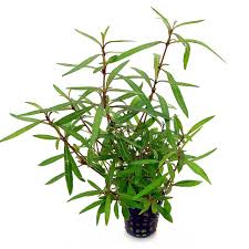 Image result for Ranalisma