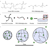 A) Chemical structures of 4-arm PEG-acrylate macromer and ...