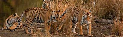 Wild tigers of Ranthambore - their sightings, history and photography <  Ranthambhore Bagh