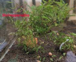 Image result for Didymoglossum erosum