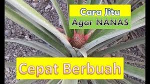 Adapun klasifikasi tanaman nanas adalah sebagai berikut : Cara Jitu Agar Tanaman Nanas Cepat Berbuah Youtube