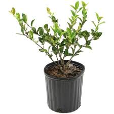 Use dried flowers and leaves for potpourri. 2 5qt Camellia Sasanqua Plant With Red Blooms National Plant Network Target