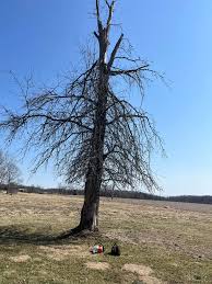 Smith Tree & Stump LLC profili