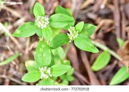 Image result for Spermacoce