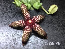 Image result for Orbea maculata