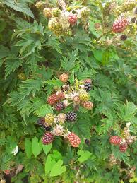 Image result for Rubus kirungensis