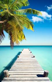 Зеленая трава с росой на обои. Krasivye Zastavki Na Telefon S Palmami 41 Foto Razvlekatelnye Kartinki