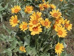 Image result for Senecio strictifolius