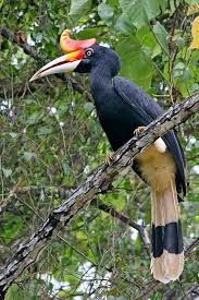 Rhino Hornbill Hayvanlar Kus Ve Doga
