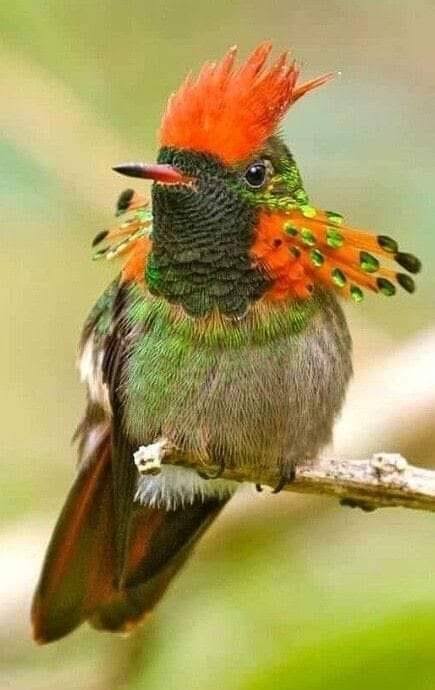 La Coqueta adornada o Coqueta abanico canela (Lophornis ornatus), pertenece a la familia de los colibríes, habita en el norte de Sudamérica.