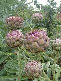 History Of The Artichoke Baroda Farms Artichoke Plants Artichoke Flower Edible Garden
