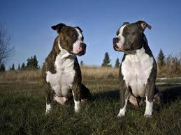 Pit Bull Breeds And Types With Pictures