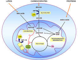 Maybe you would like to learn more about one of these? Nutrient Metabolism Human Learn Science At Scitable