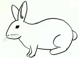 60 gambar sketsa kelinci berdiri untuk diwarnai new. Gambar Kelinci Yang Mudah