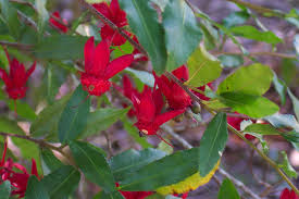 Image result for Ochna serrulata