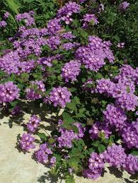 She stops at any lantana bush she can find. Lavender Lantana Plant Live Plant 6 Pot Purple Etsy Lantana Plant Flowering Ground Cover Live Plants