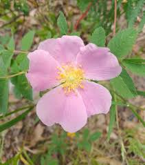 Image result for Rothmannia fischeri