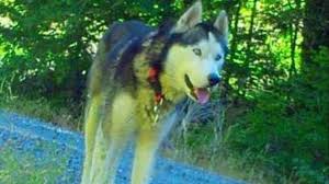Pepper needs a home with no cats or chickens. Search For Siberian Husky Lost For 3 Months Near Detroit After Car Crash Kgw Com