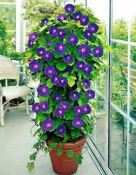 Tip Use A Tomato Cage For An Impressive Morning Glory Display Flower Pots Garden Vines Planting Flowers
