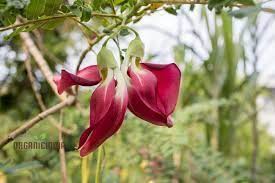 Image result for Sesbania grandiflora