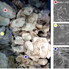 View deals for oyster residences. Pdf The Use Of Oyster Shell Powders For Water Quality Improvement Of Lakes By Algal Blooms Removal