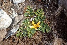 Image result for Ranunculus oreophytus