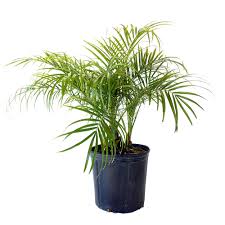 Image result for Phoenix roebelenii