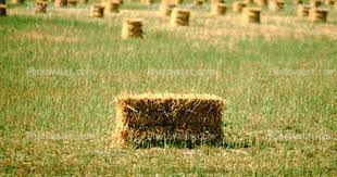 Square Hay Bales Hay Bales Food Animals Landscape