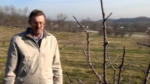 Harmful insect pests sprays are recommended for the peach twig borer, scale and. Spraying Fruit Trees Dormant Oil Youtube