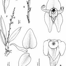 Image result for Liparis killmanniae