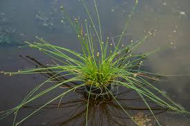 Image result for Eleocharis naumanniana