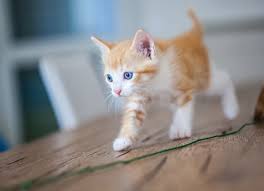 The ability to get pregnant? At What Age Are Cats Fully Grown Petmd
