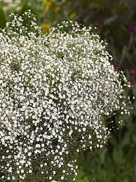 Maybe you would like to learn more about one of these? Gypsophila Summer Sparkles Bluestone Perennials Perennials Gypsophila Babys Breath