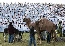 What do you call a camel without a hump? Utah S Rock Canyon Park Nativity Scene Smashes World Record With 1039 Cast Daily Mail Online