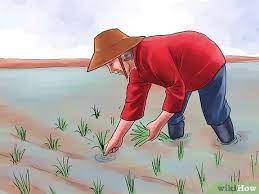 Cara menanam padi yang baik dan benar via nangimam.com. Cara Menanam Padi 11 Langkah Dengan Gambar Wikihow