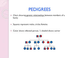 Introduction To Genetics Ppt Download