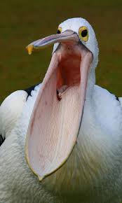 Bird With Big Mouth Pin On Photography Birds