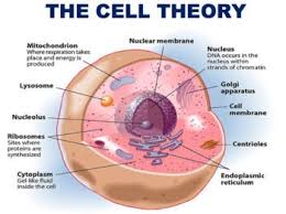 It houses the cell's chromosomes, and is the place where almost all dna replication and rna synthesis (transcription) occur. Cells Animal Cell Cell Structure Cell Function Editable Physiology Cell Theory Anatomy And Physiology