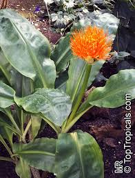 Image result for Scadoxus