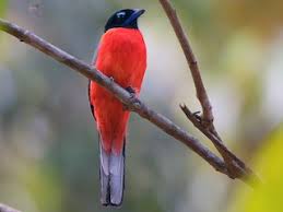 Image result for Enteropogon rupestris