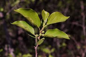 Image result for Maclura africana