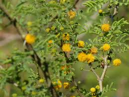 Image result for Acacia fleckii