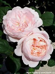 'queen of sweden' rose description. Rosa Queen Of Sweden Havlis Cz