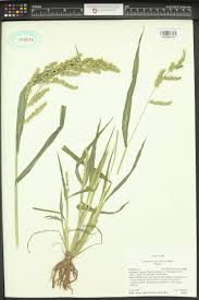 Image result for Echinochloa crus-pavonis