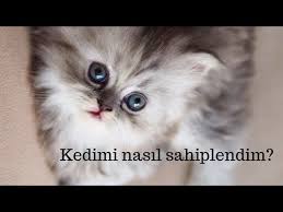 Kedilerin Aylik Masrafi Ne Kadar British Shorthair Kedi Bakimi Kedi Videolari Youtube
